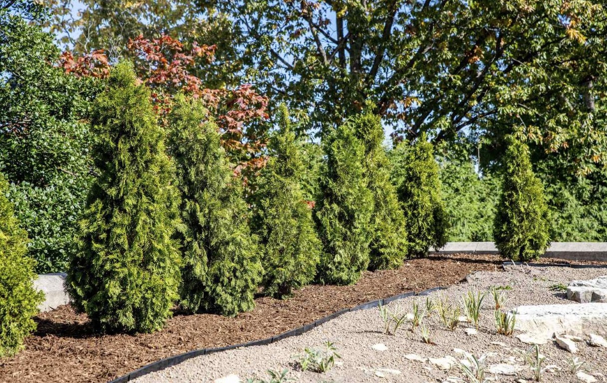 Privacy hedge of arborvitae with mulch beds and decorative rock edging in Brookline, MA